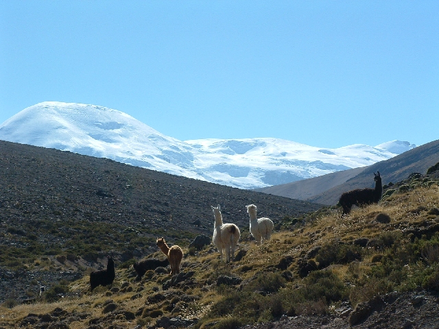 im Hintergrund der Coropuna.JPG